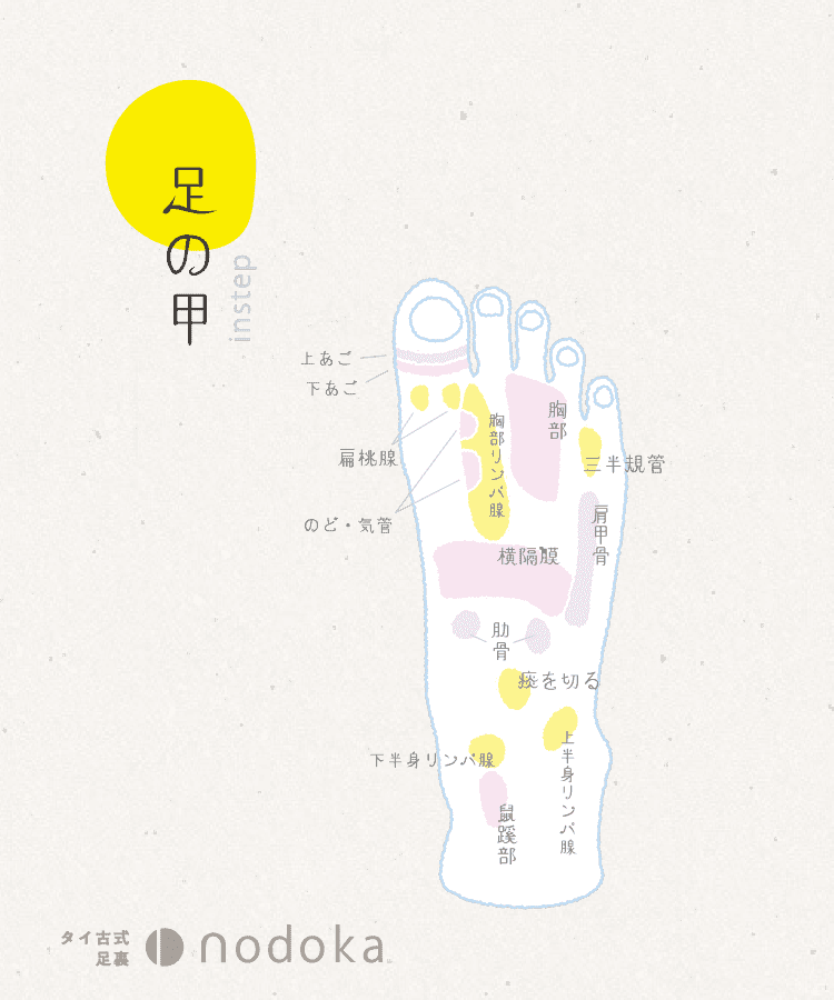 足の甲にある、わかりやすい反射区の図解
